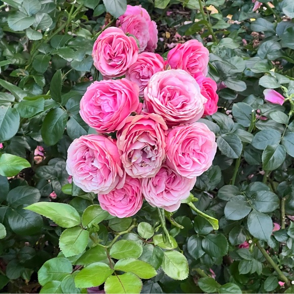 Meet your Posher, David - Picture 1 of 1